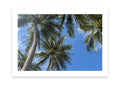 Beneath the Palms