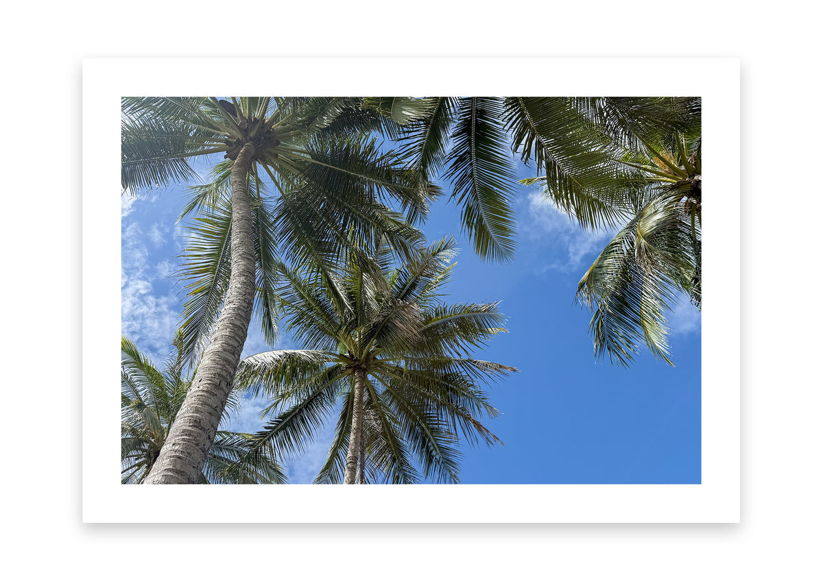 Beneath the Palms