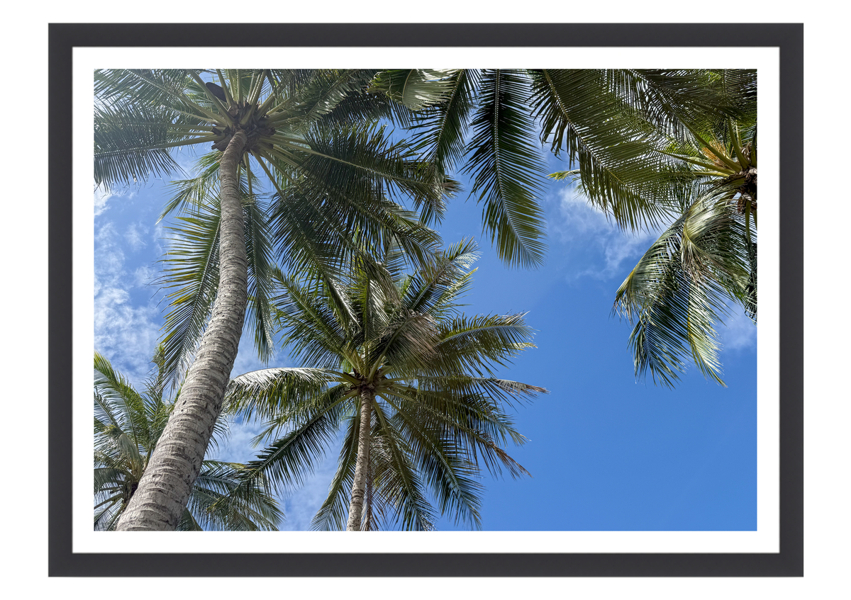 Beneath the Palms