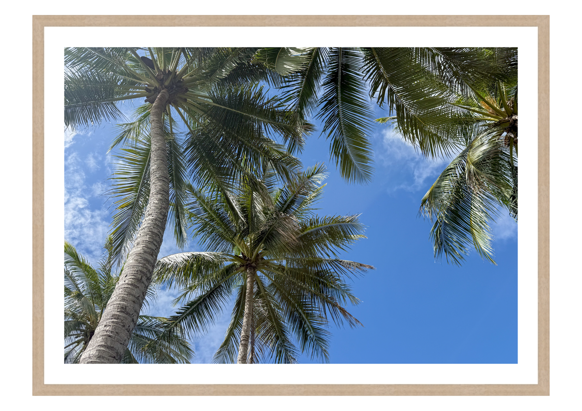 Beneath the Palms