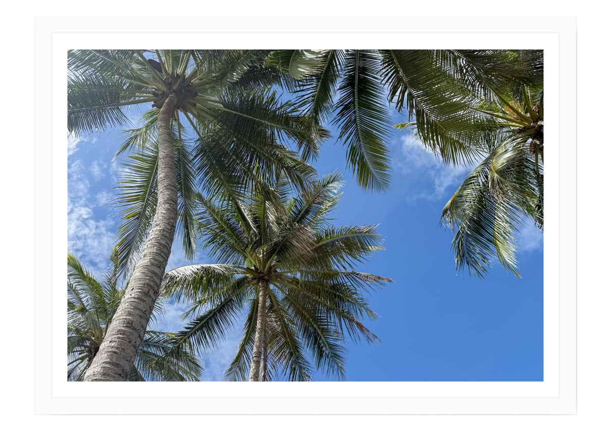 Beneath the Palms