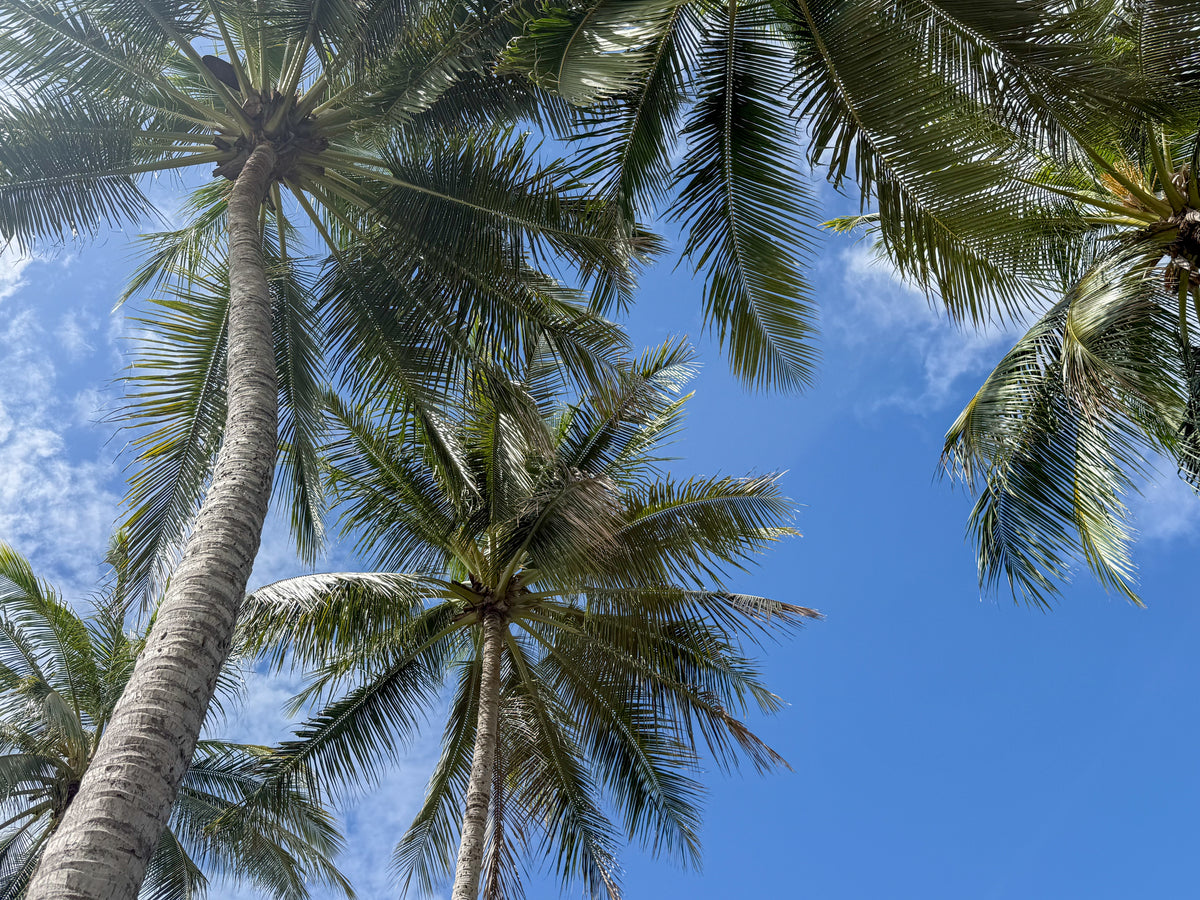 Beneath the Palms