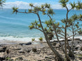 The Pandanus and the Sea