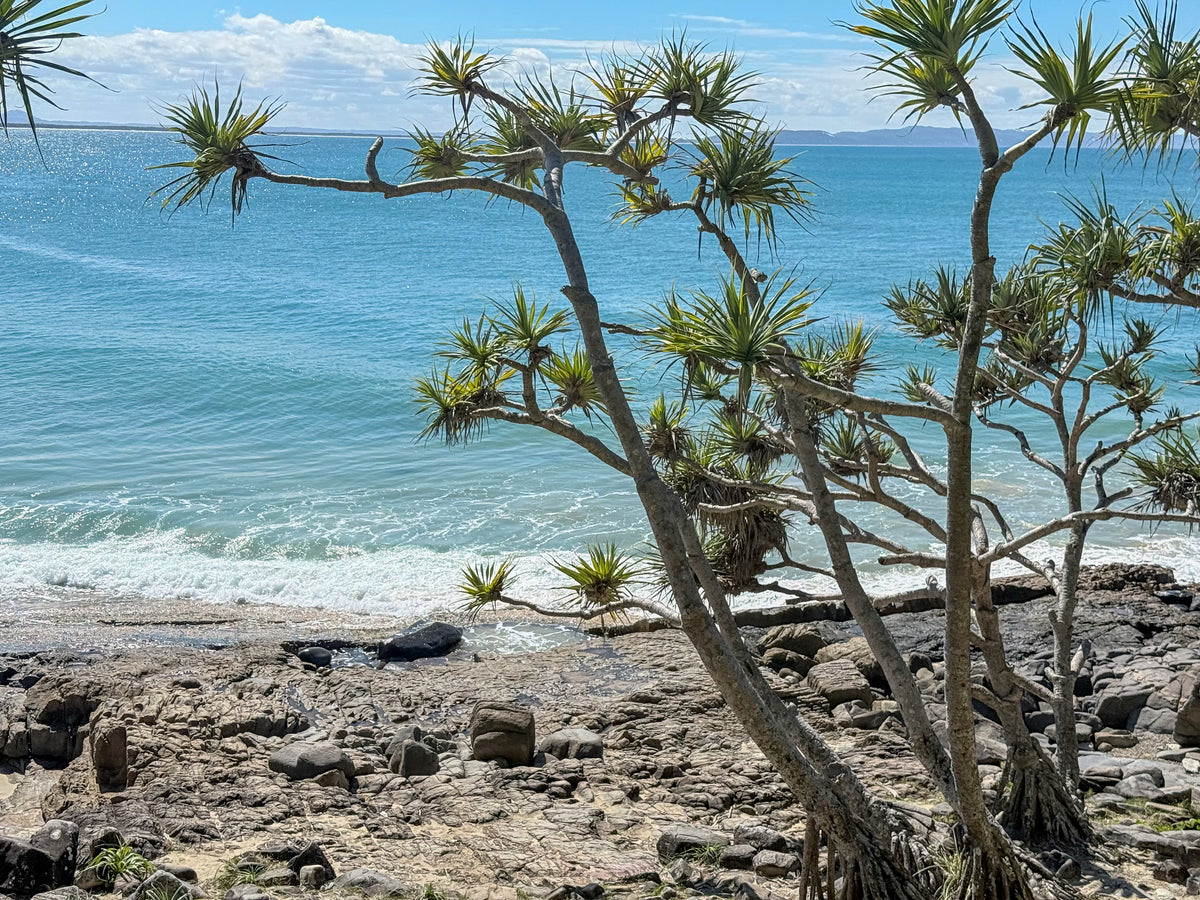 The Pandanus and the Sea