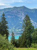 The Valley View
