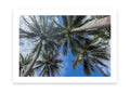 Under a Tropical Sky