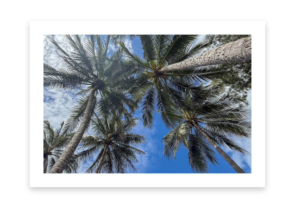 Under a Tropical Sky