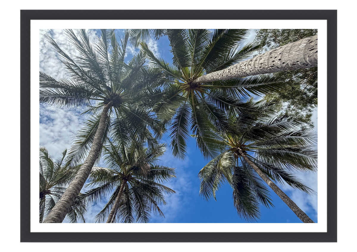 Under a Tropical Sky
