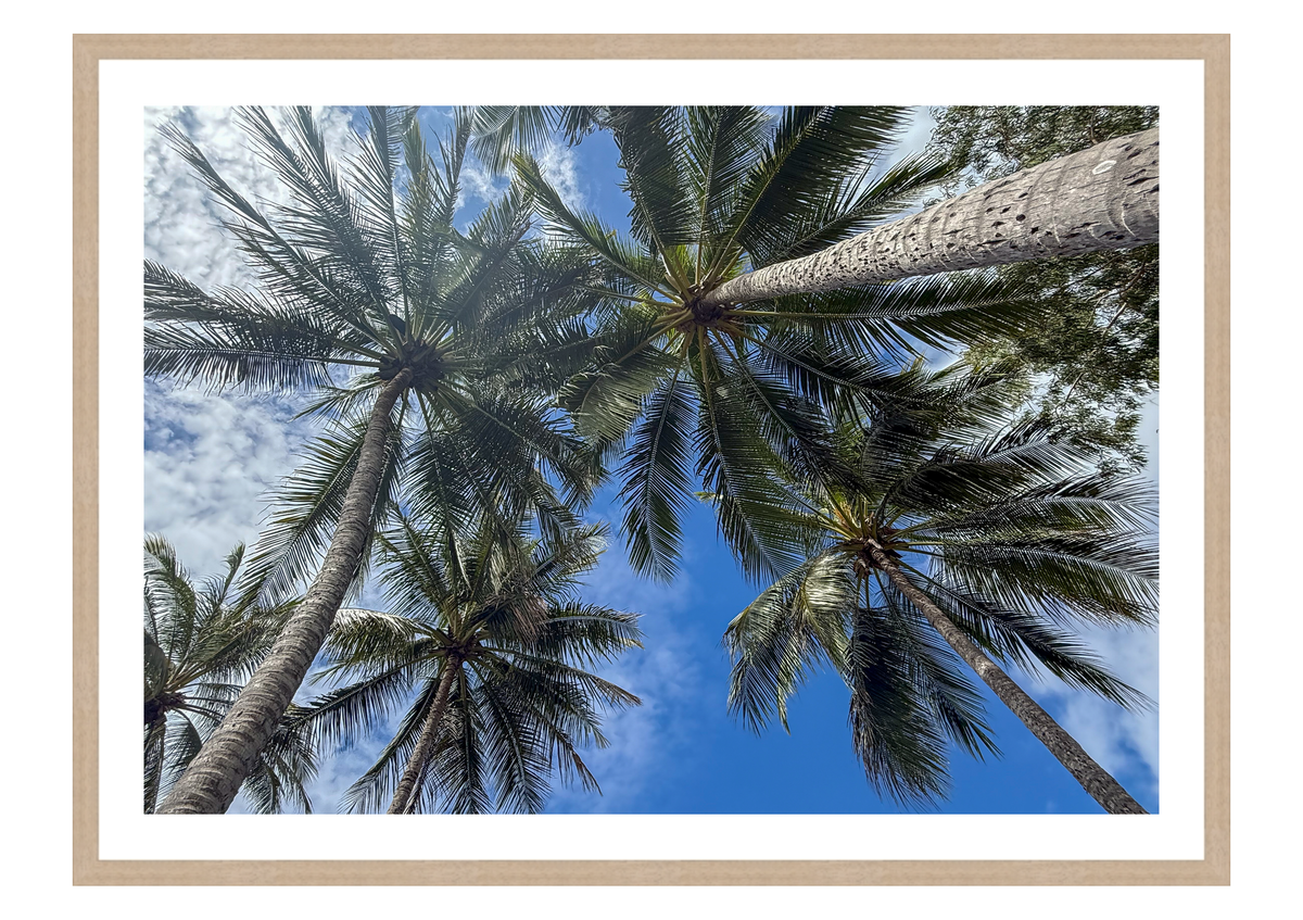 Under a Tropical Sky