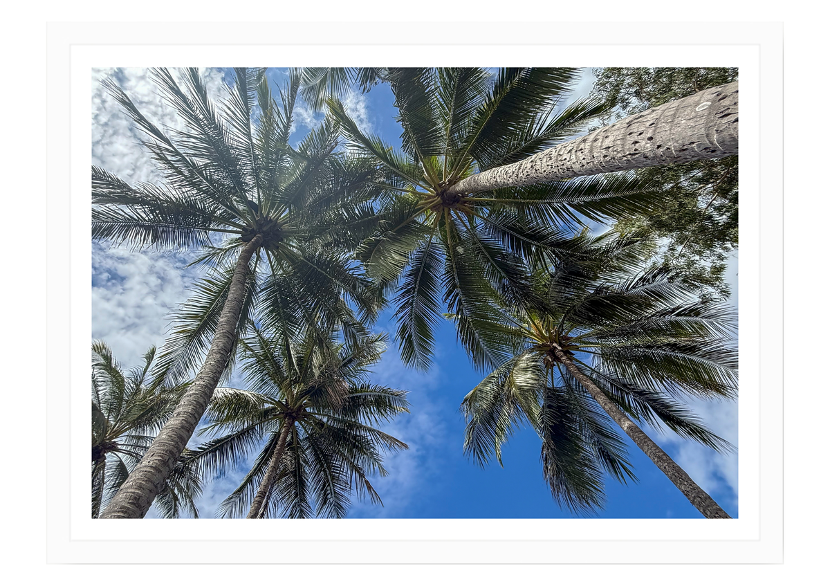 Under a Tropical Sky