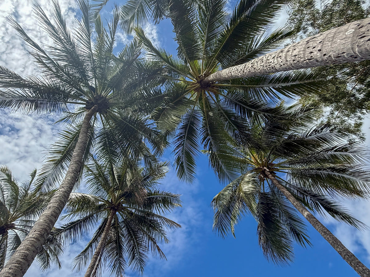 Under a Tropical Sky