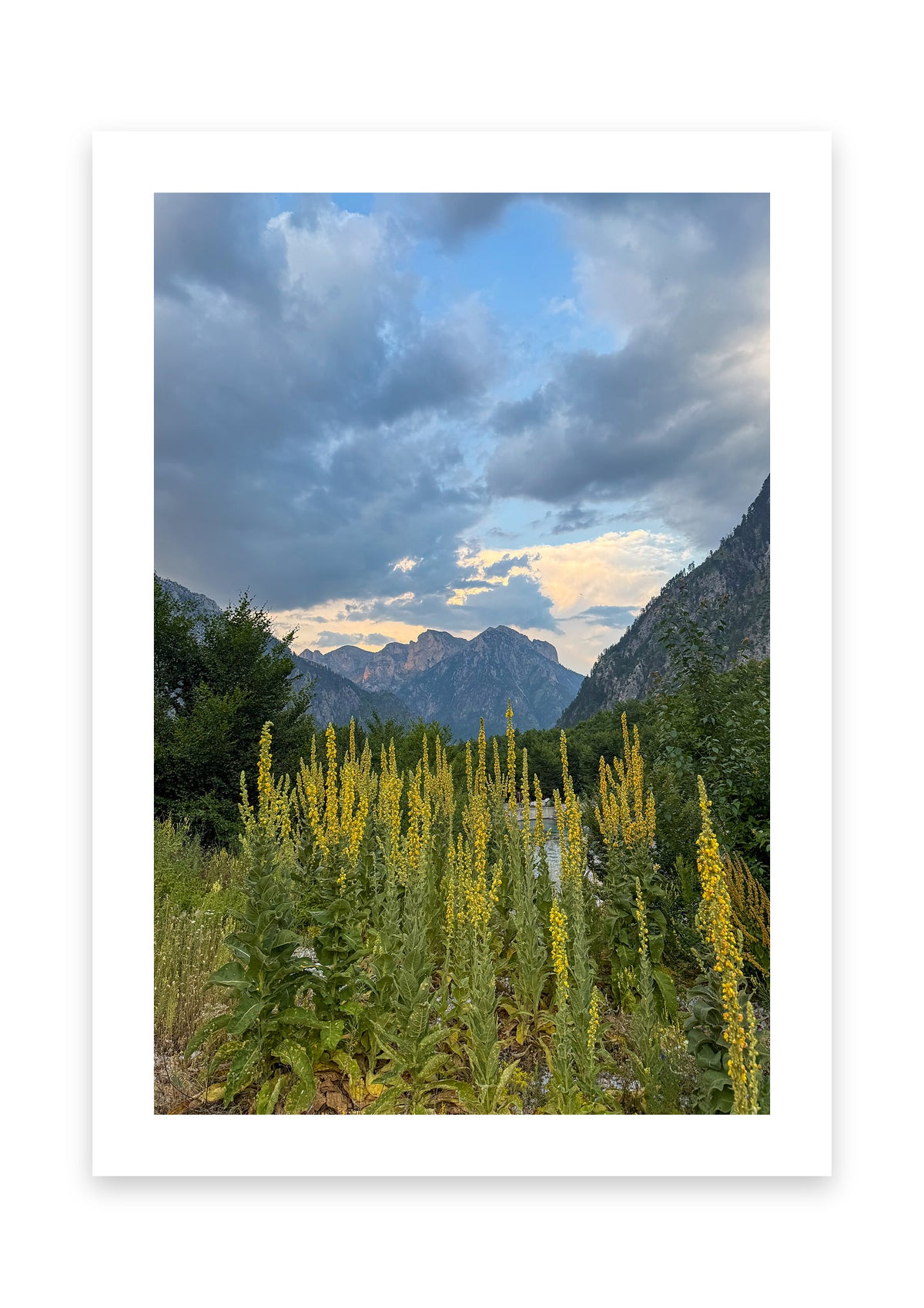 Wild Flowers Beneath the Peaks
