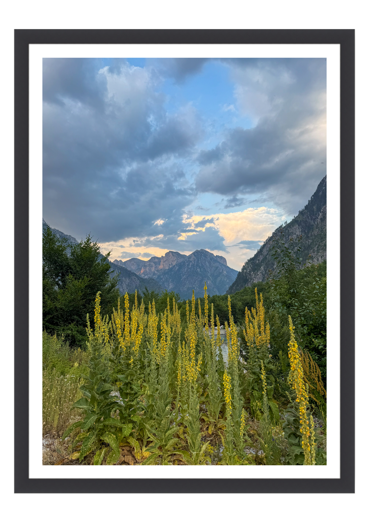 Wild Flowers Beneath the Peaks