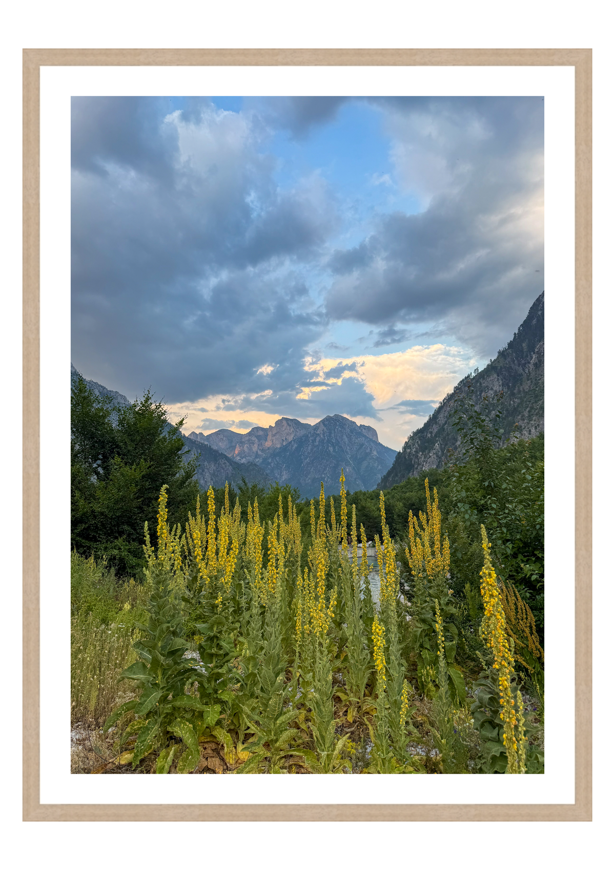 Wild Flowers Beneath the Peaks