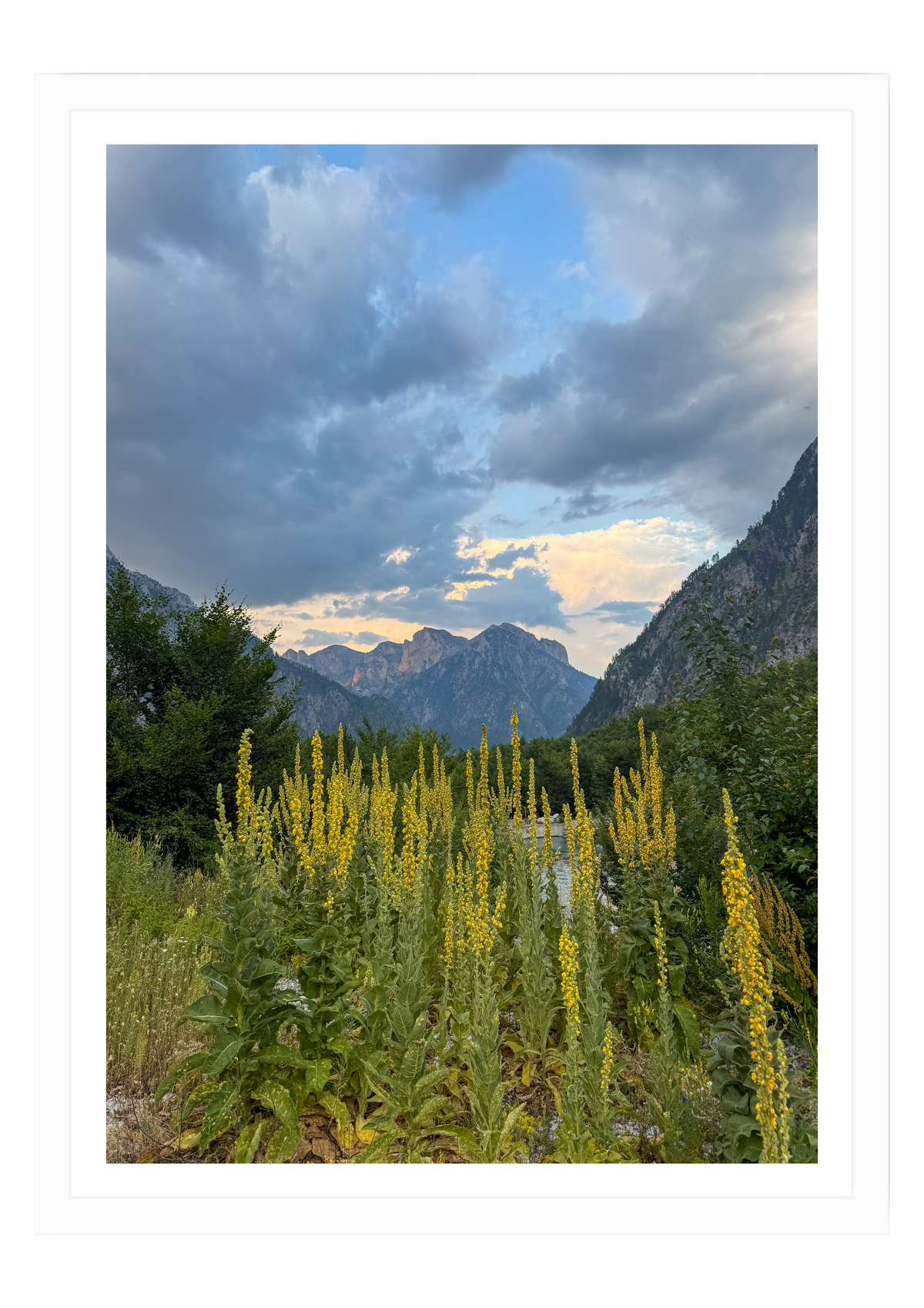 Wild Flowers Beneath the Peaks