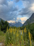 Wild Flowers Beneath the Peaks